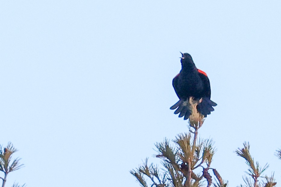 Red-winged Blackbird - ML616041382