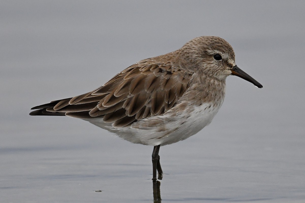 White-rumped Sandpiper - ML616041385