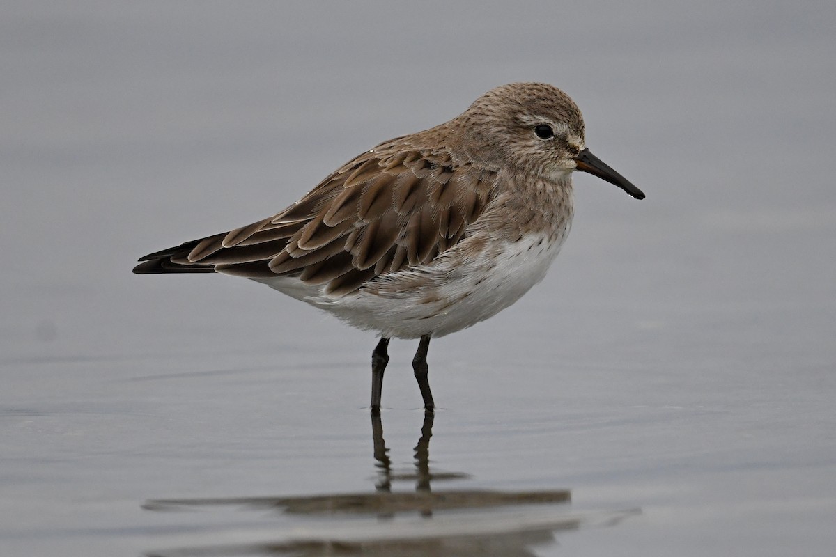 Weißbürzel-Strandläufer - ML616041387