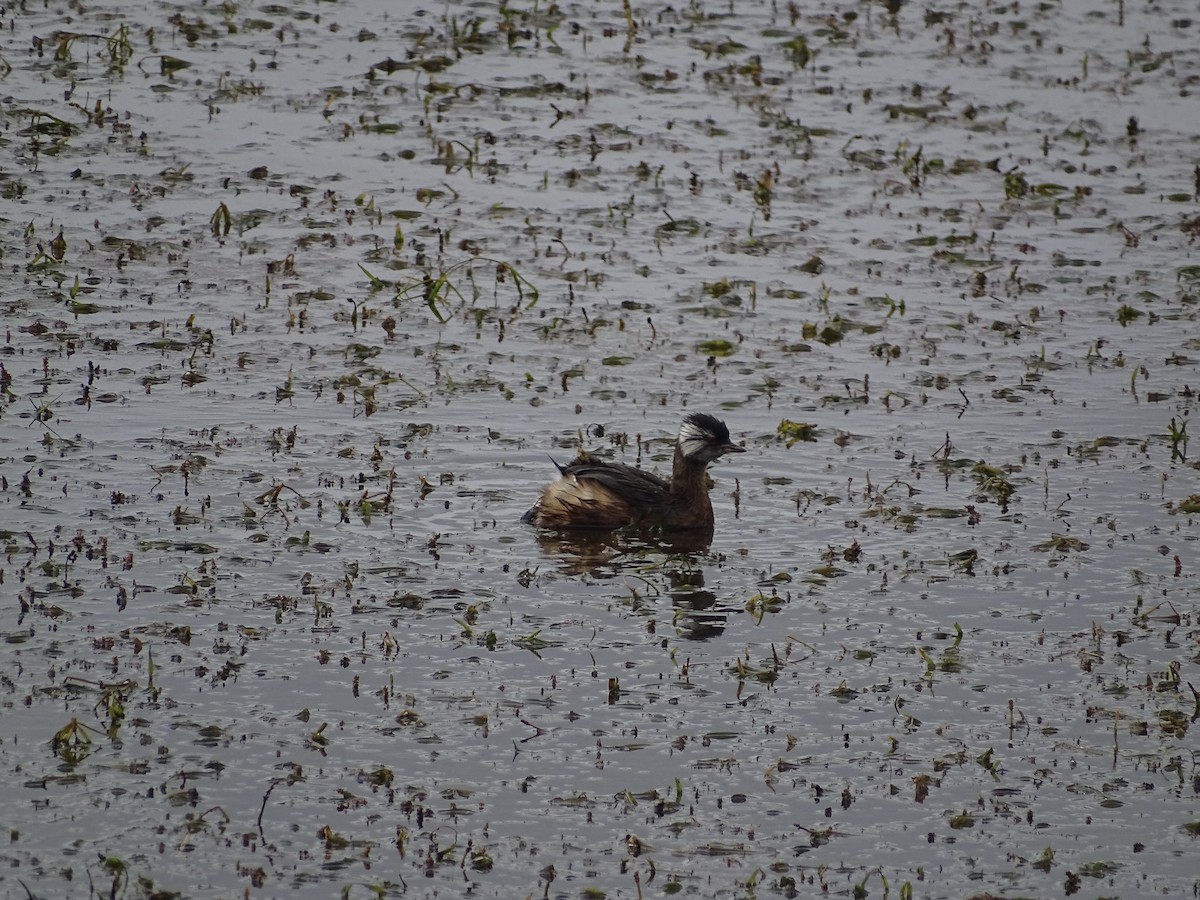 White-tufted Grebe - ML616041392