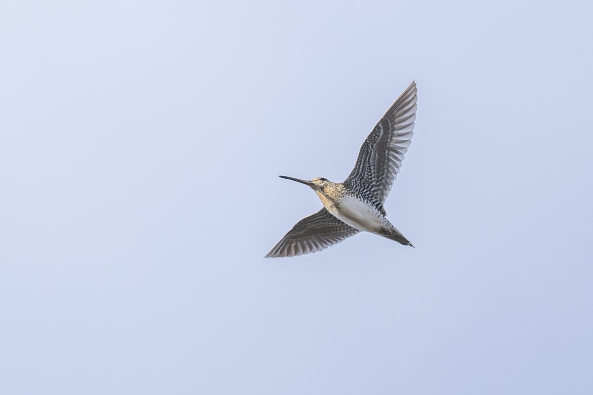 Wilson's Snipe - Mark Elkins