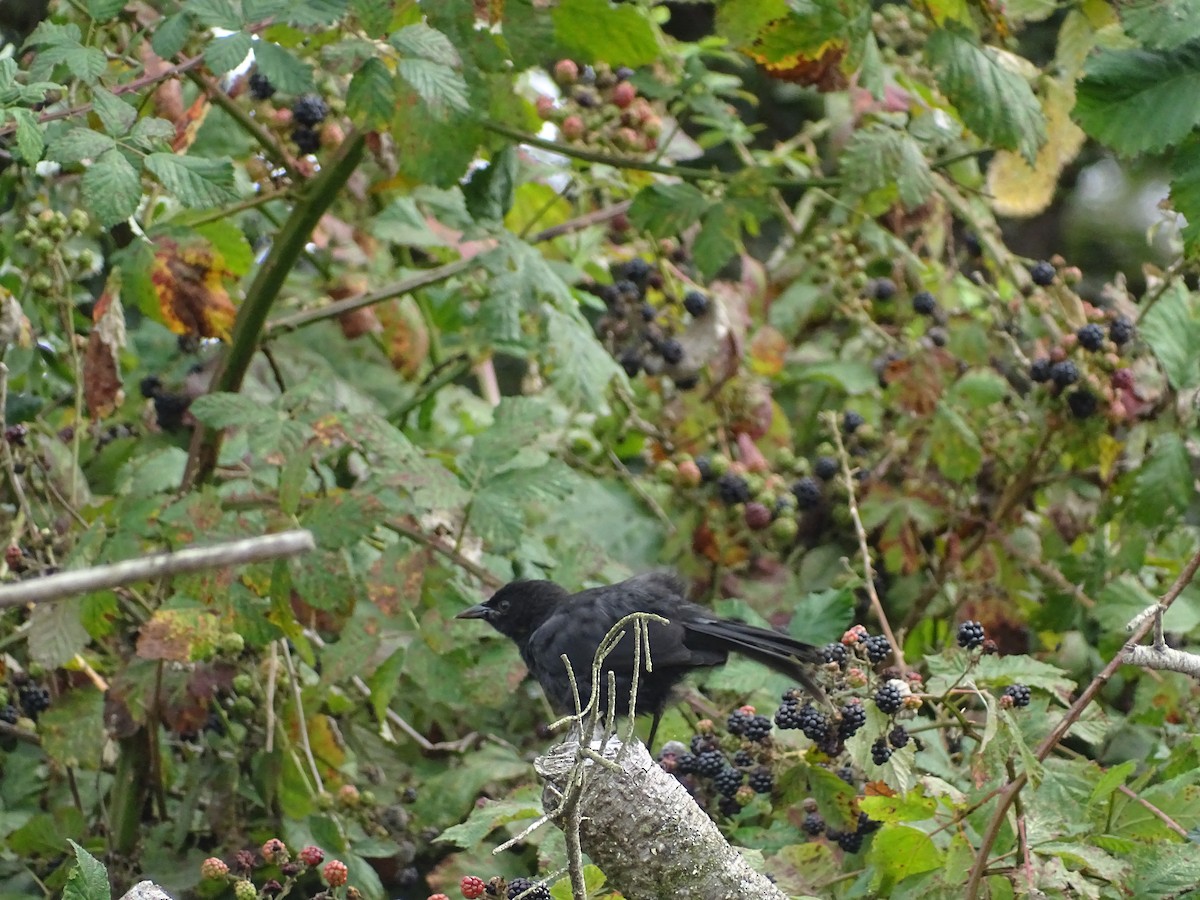 patagoniatrupial - ML616041407