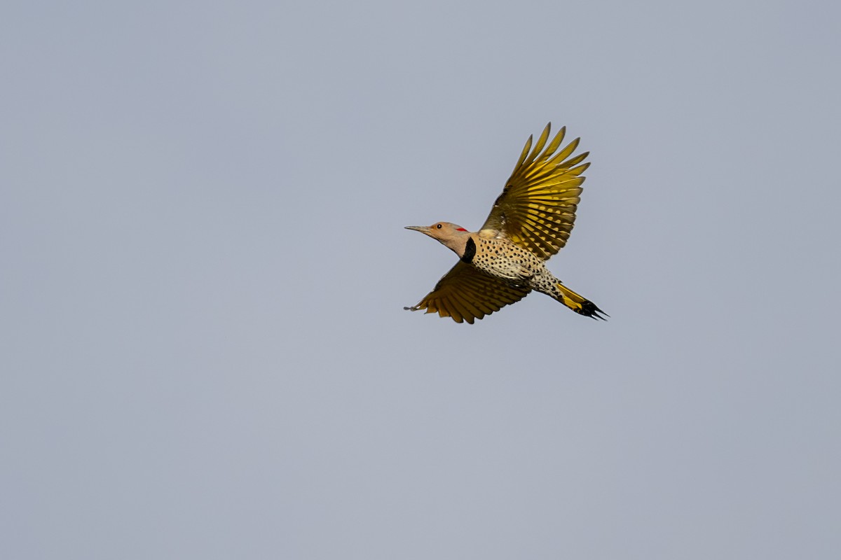 Northern Flicker (Yellow-shafted) - Mark Elkins