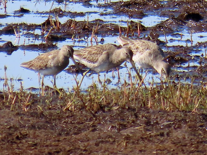 Long-billed Dowitcher - ML616041418