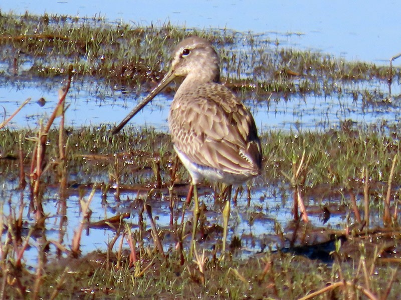 Long-billed Dowitcher - ML616041419