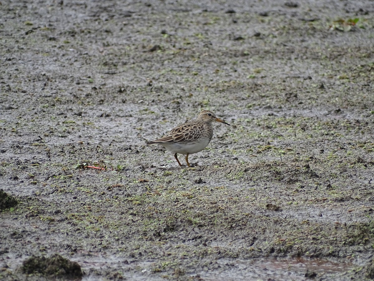 Graubrust-Strandläufer - ML616041436