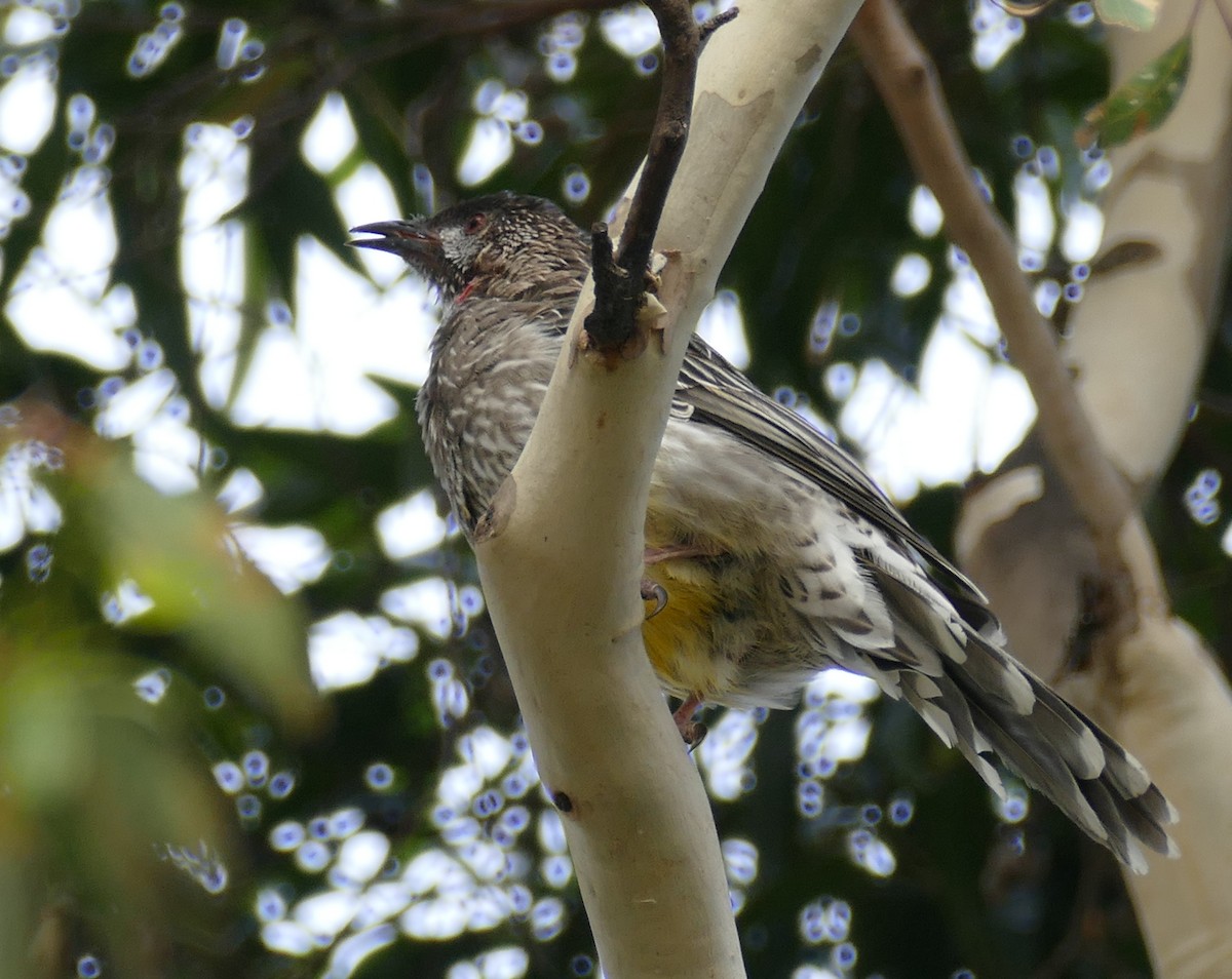 Red Wattlebird - ML616041444