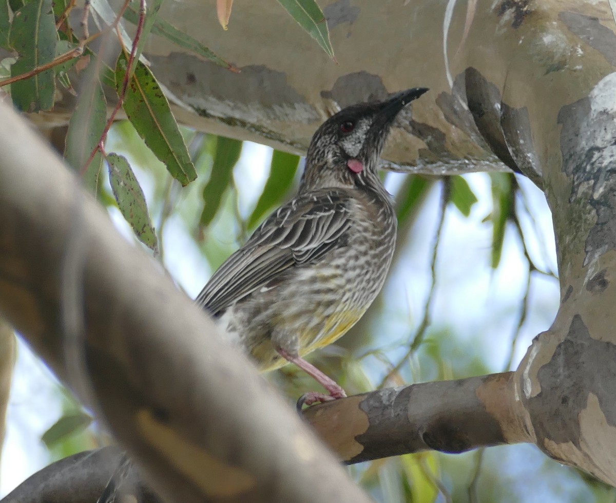 Red Wattlebird - ML616041447