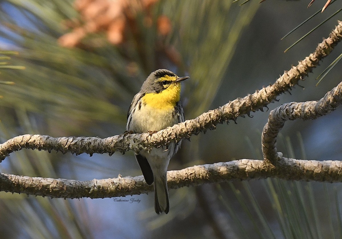 Grace's Warbler - Catherine Zinsky