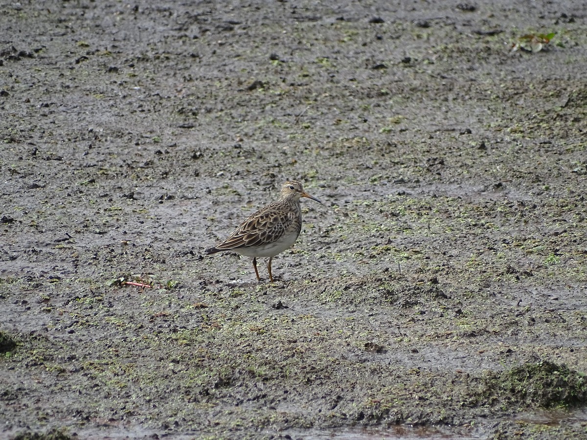 Graubrust-Strandläufer - ML616041453