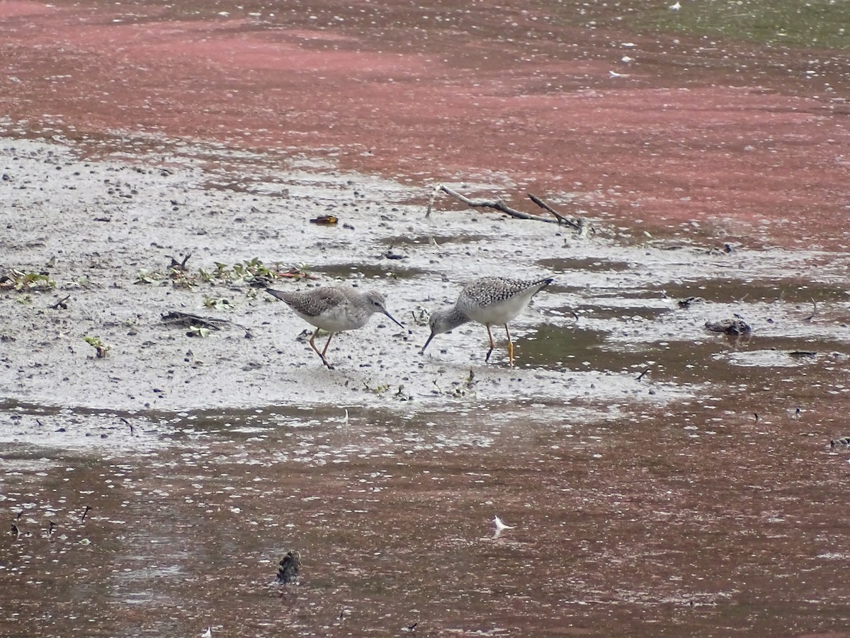 Lesser Yellowlegs - ML616041459