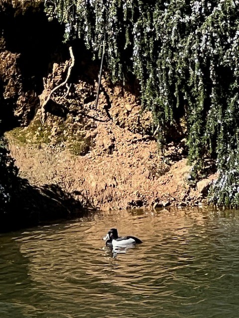 Ring-necked Duck - ML616041466