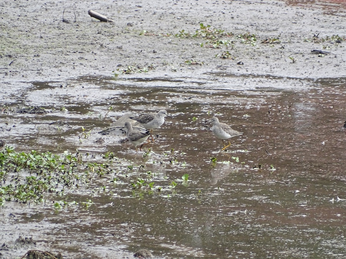 Lesser Yellowlegs - ML616041467