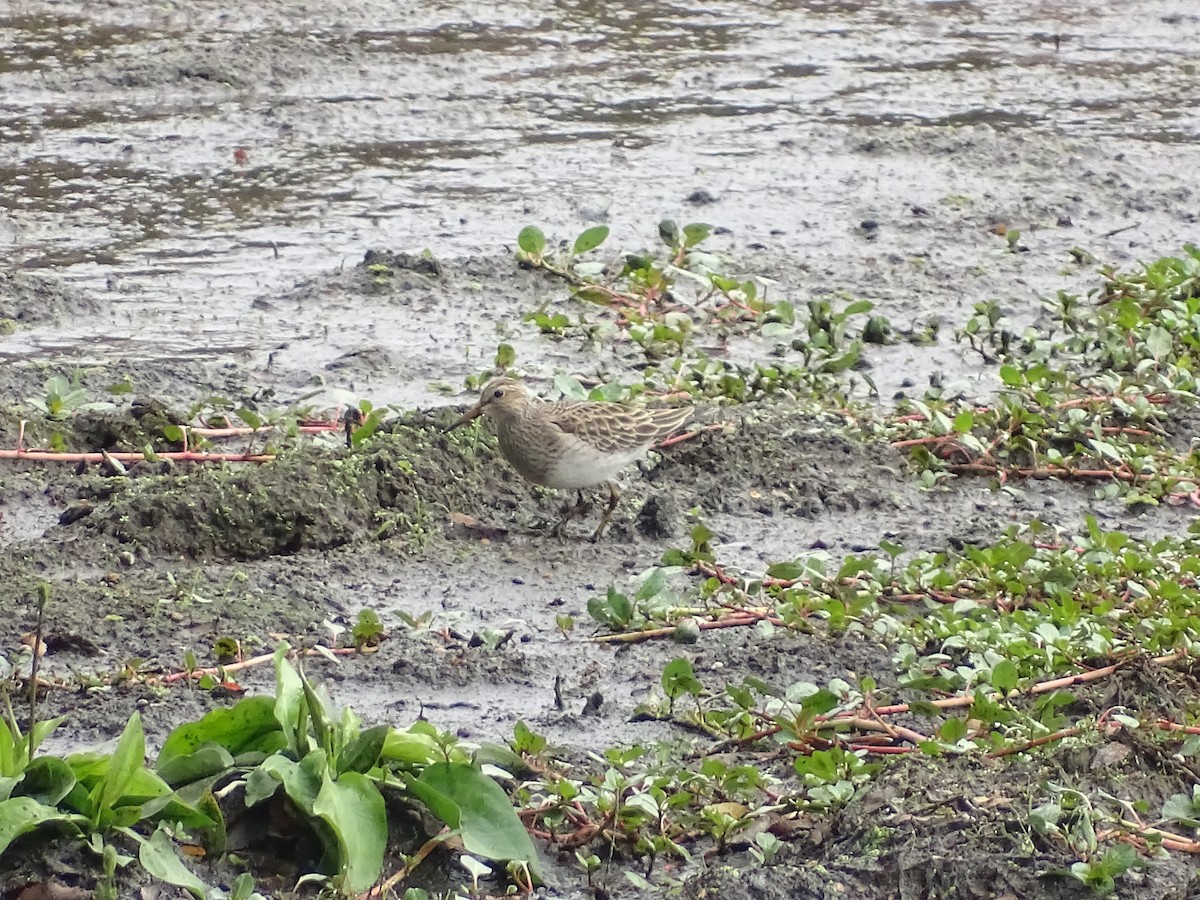 Graubrust-Strandläufer - ML616041472