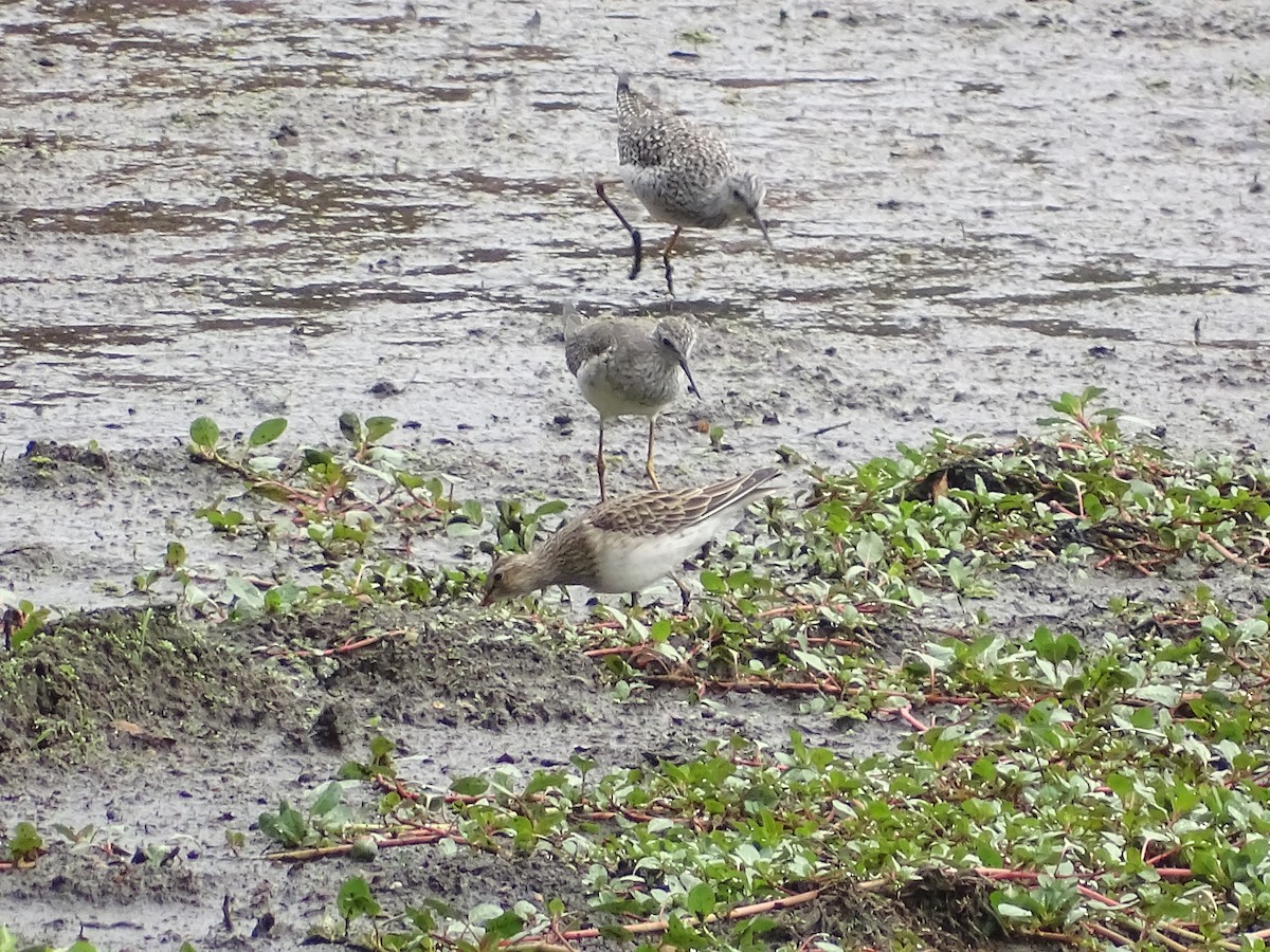 Graubrust-Strandläufer - ML616041474