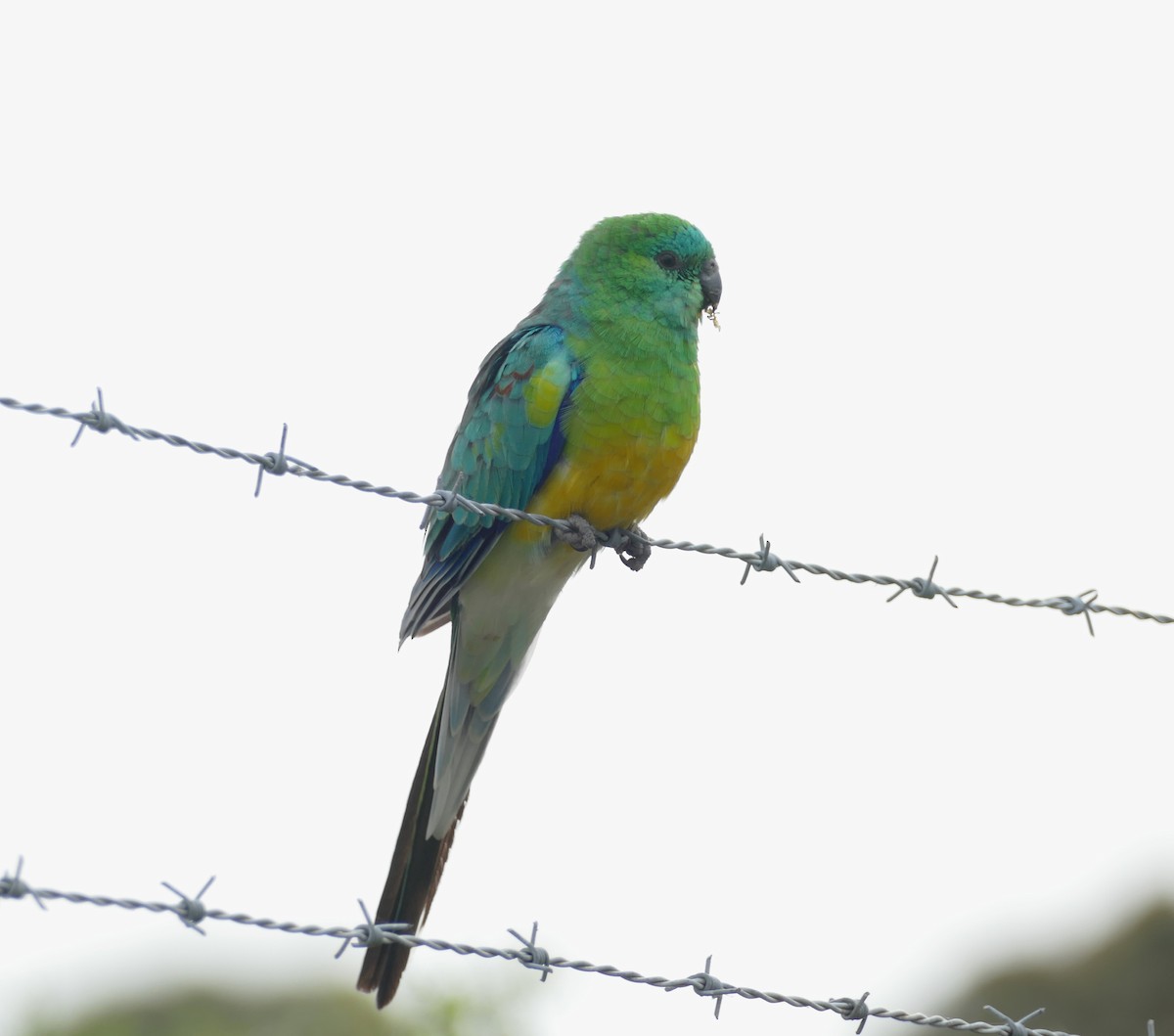 Red-rumped Parrot - ML616041503