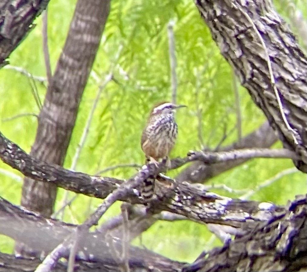 Cactus Wren - ML616041532