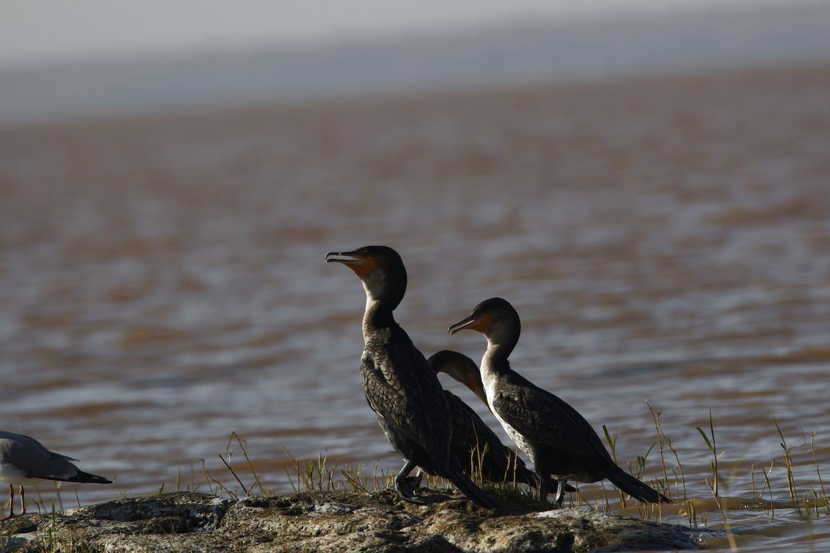 Long-tailed Cormorant - Rene Ritsema