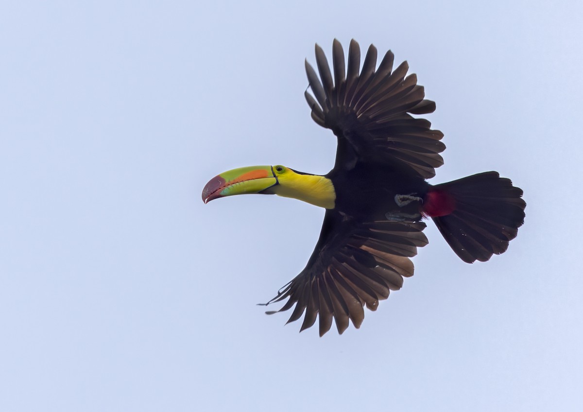 Keel-billed Toucan - Lars Petersson | My World of Bird Photography