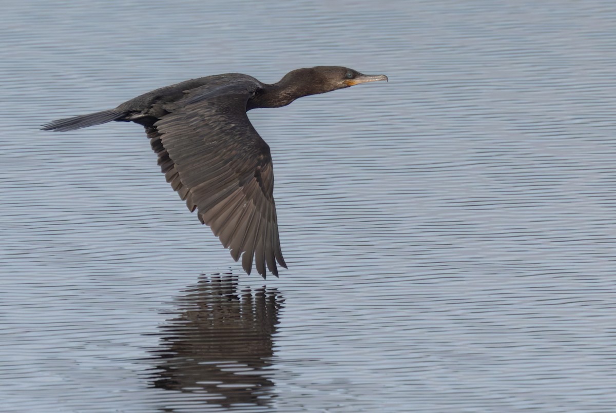 Neotropic Cormorant - Lars Petersson | My World of Bird Photography