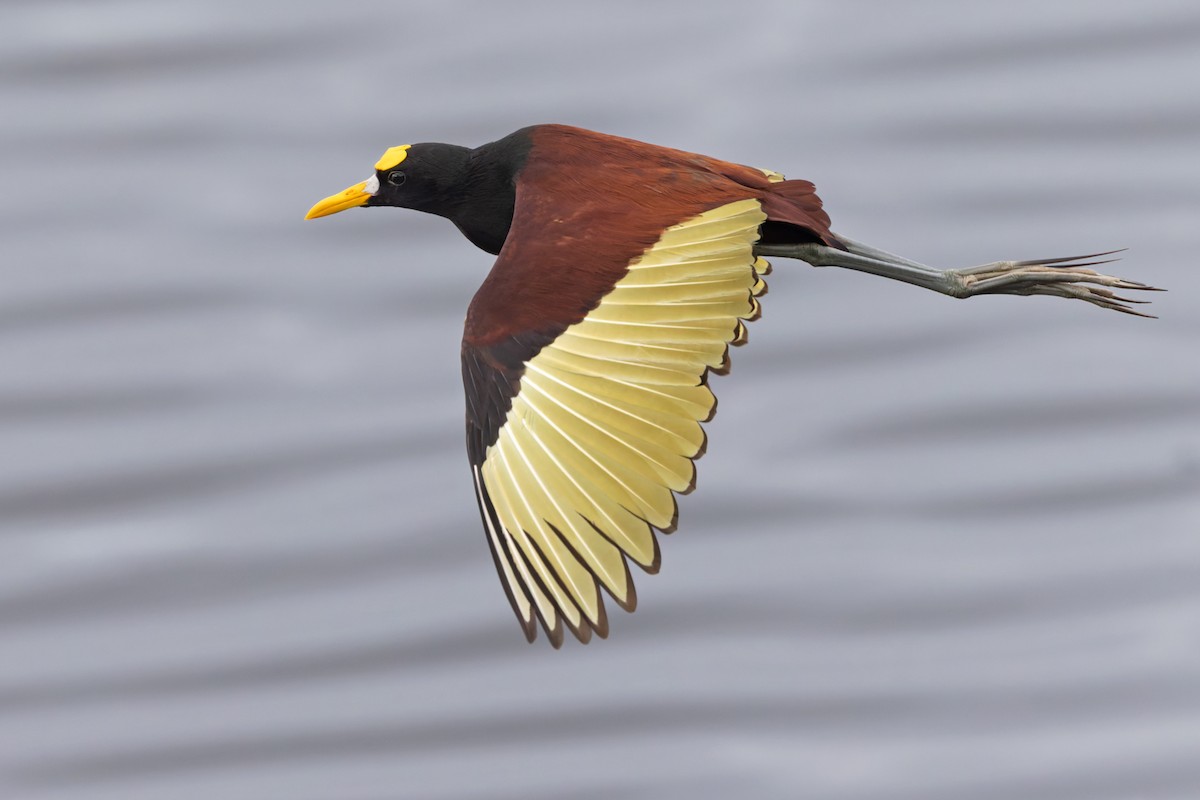 Northern Jacana - Lars Petersson | My World of Bird Photography