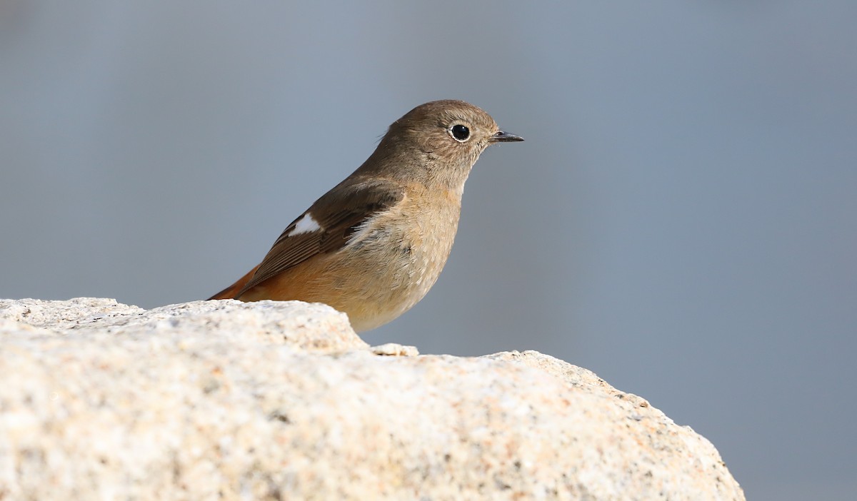 Daurian Redstart - ML616041709