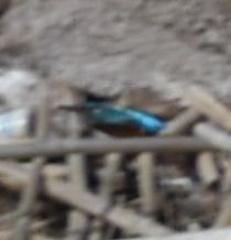 Common Kingfisher - ML616041747
