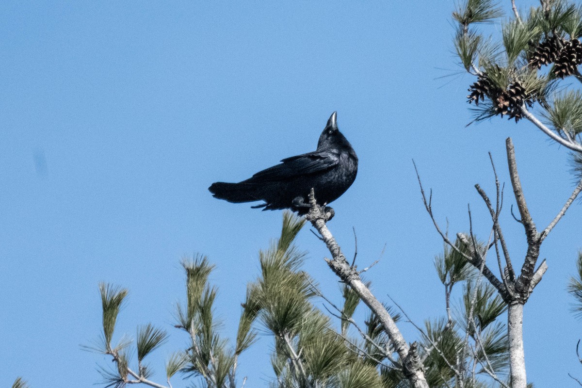 American Crow - ML616041753