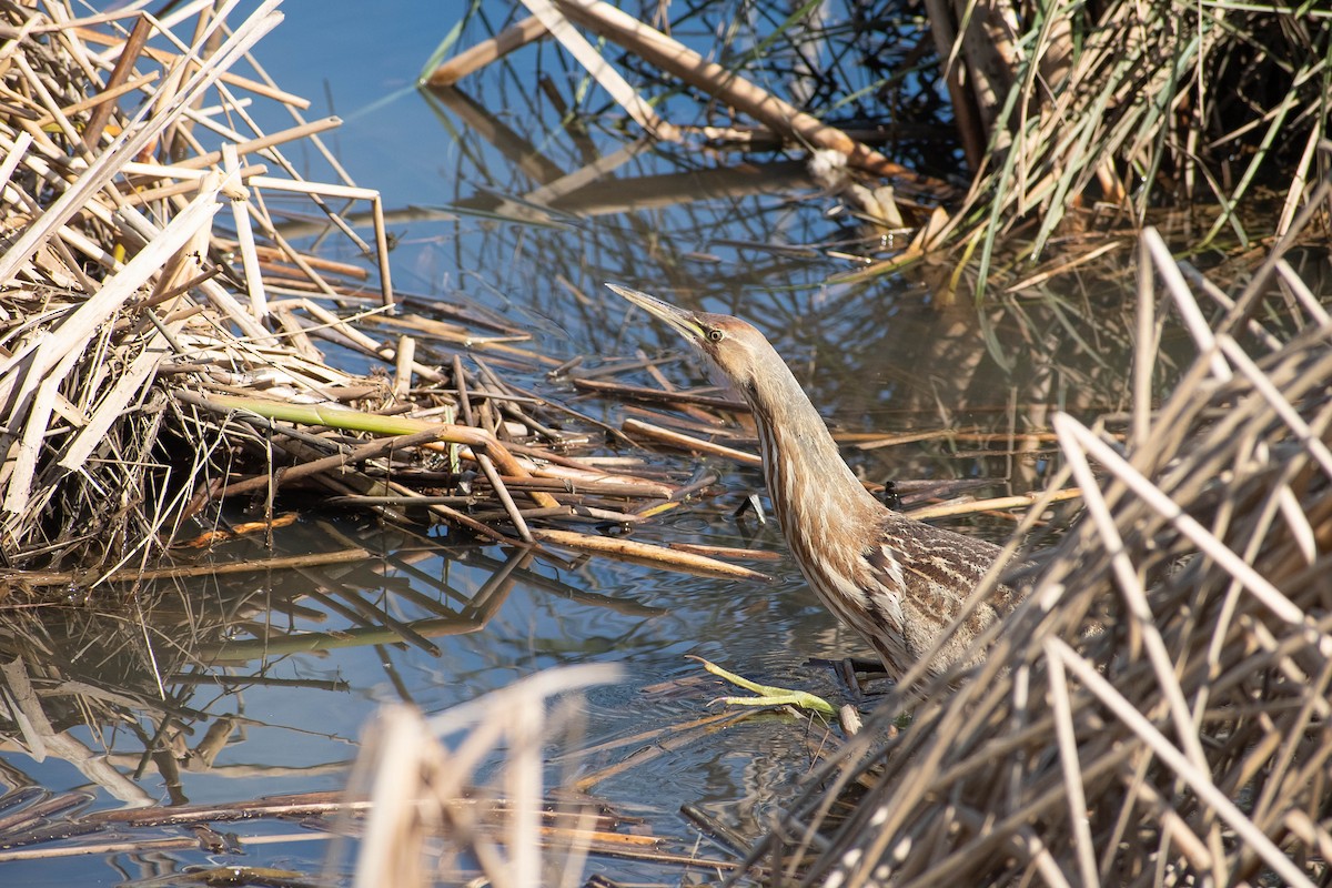 American Bittern - ML616041760