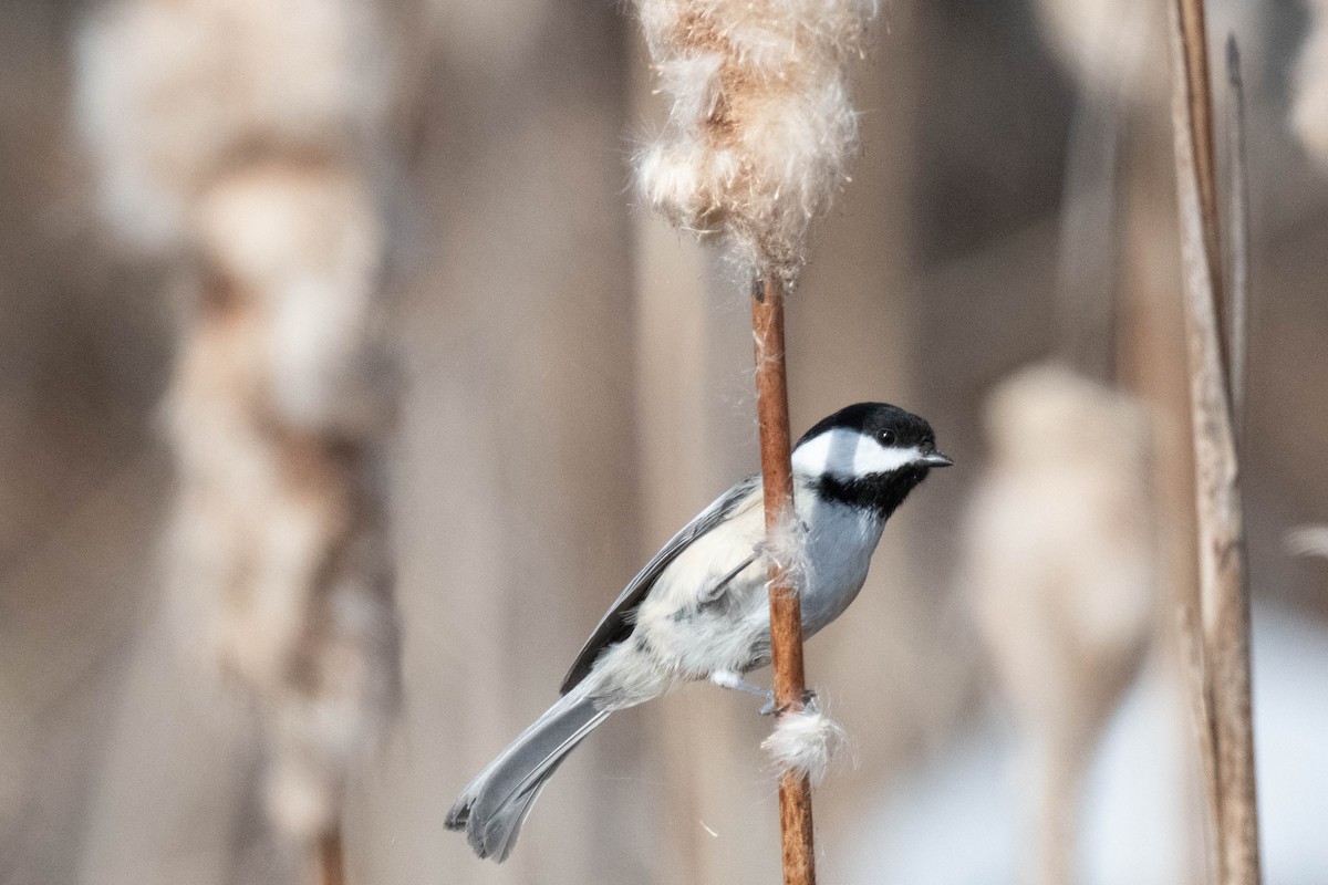 Mésange à tête noire - ML616041769