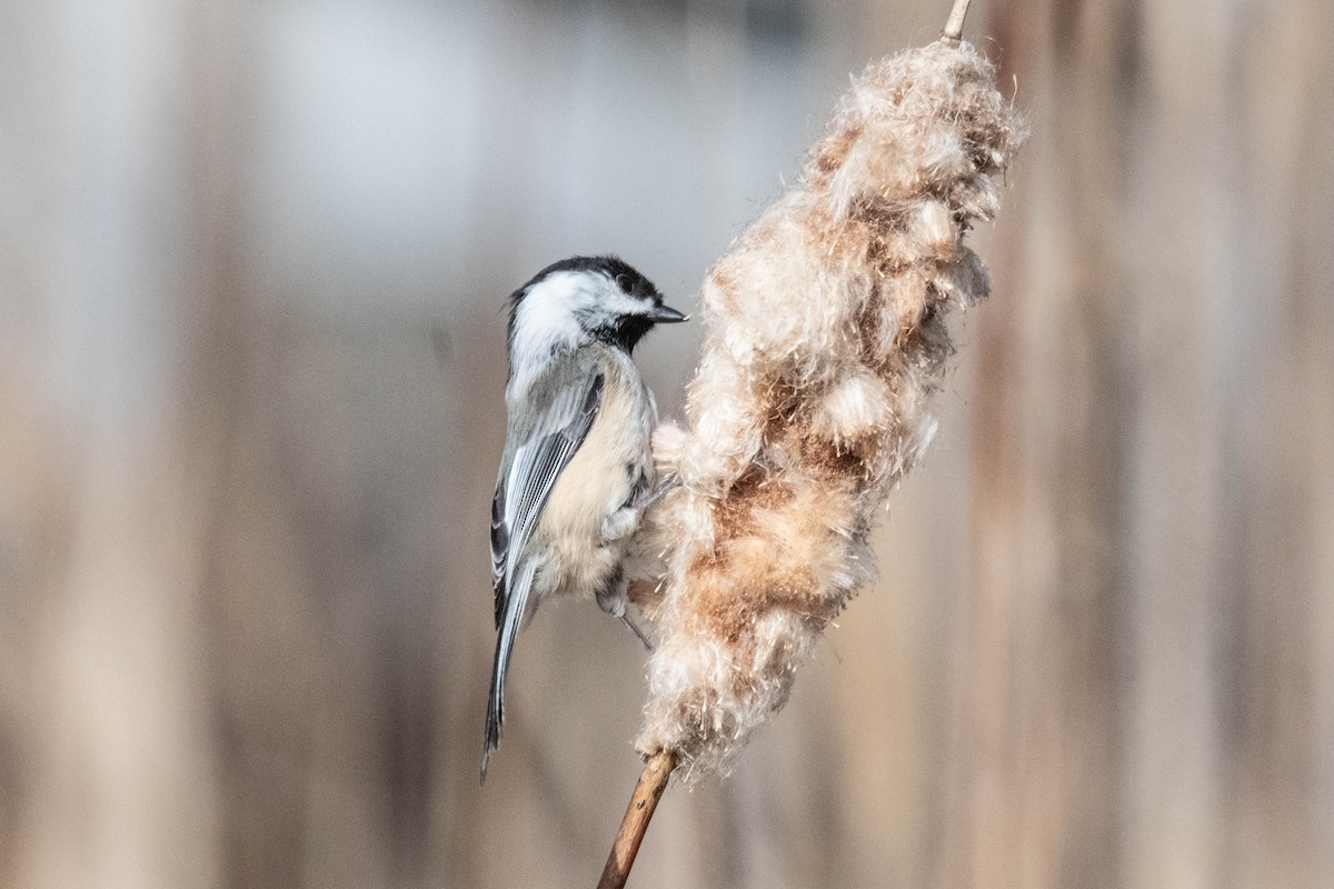 Black-capped Chickadee - ML616041770