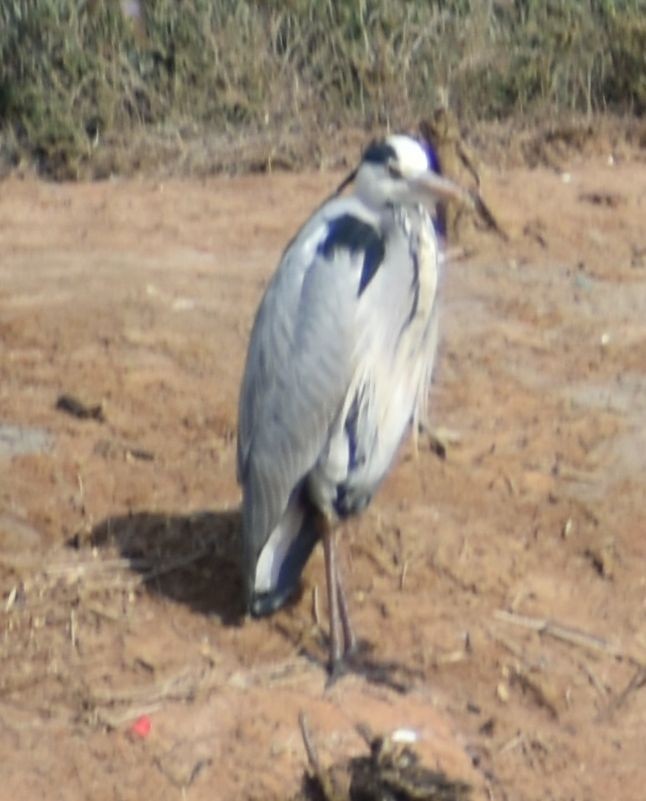 Gray Heron - ML616041801