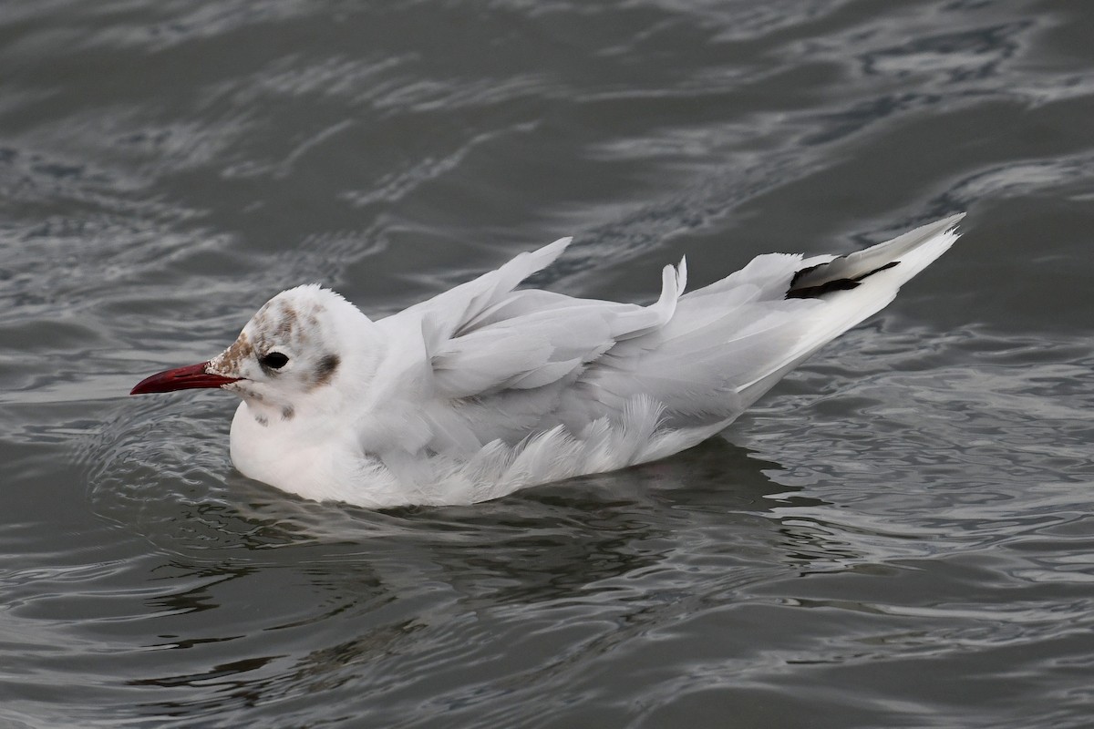 Brown-hooded Gull - ML616041806