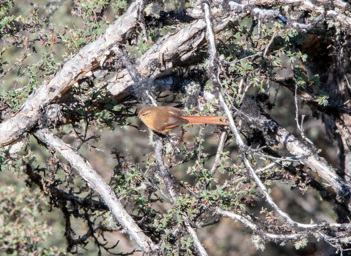 Tawny Tit-Spinetail - Adam Winstanley