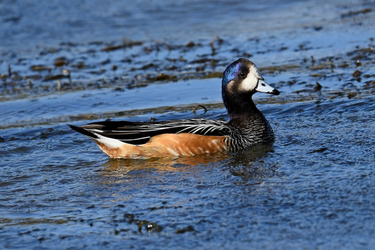 Chiloe Wigeon - Marcin Sidelnik