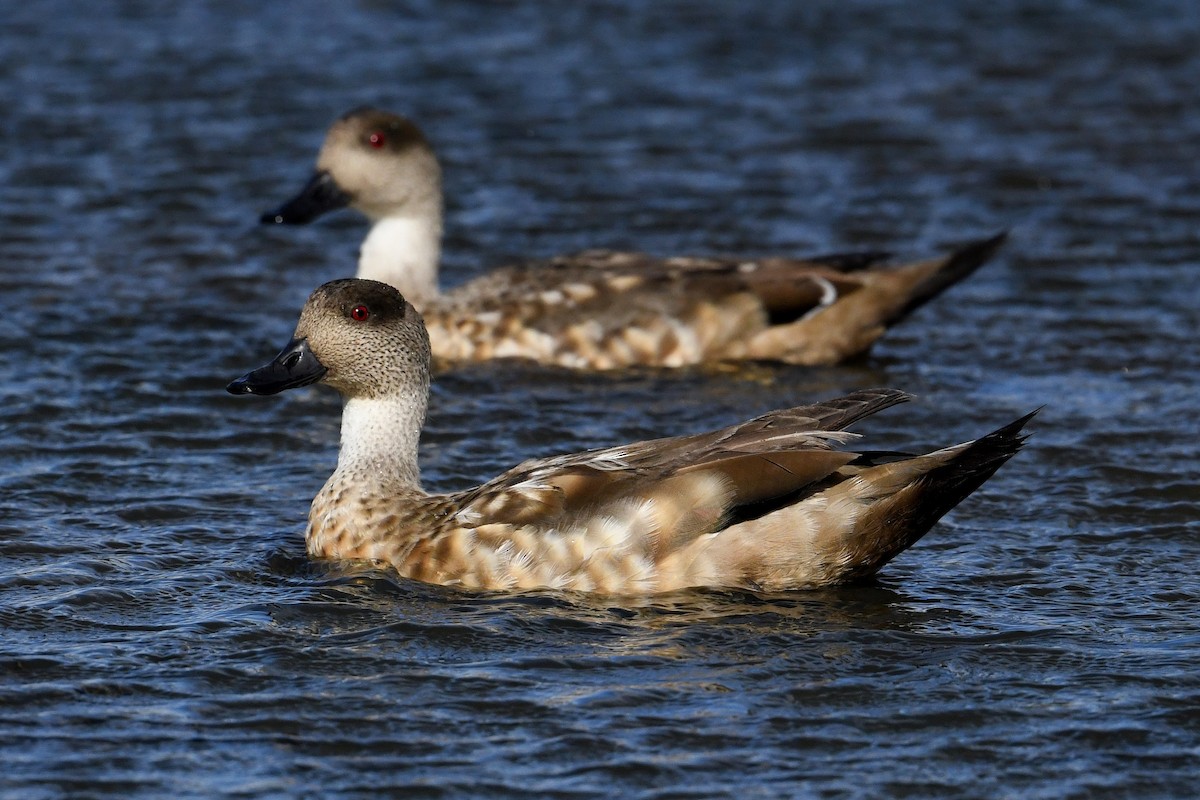 Crested Duck - ML616041986