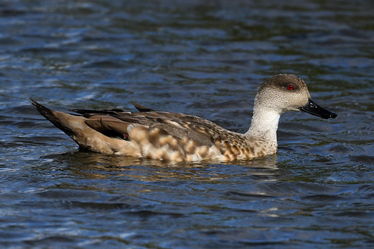 Crested Duck - ML616041987