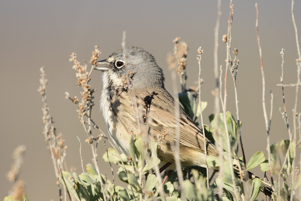 Sagebrush Sparrow - ML616041995