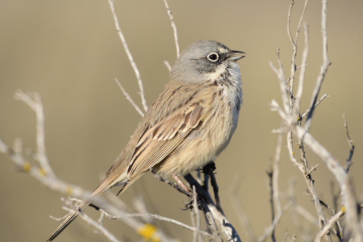 Sagebrush Sparrow - ML616041996