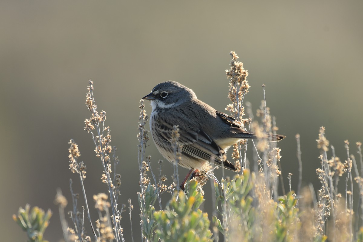 Sagebrush Sparrow - ML616041998