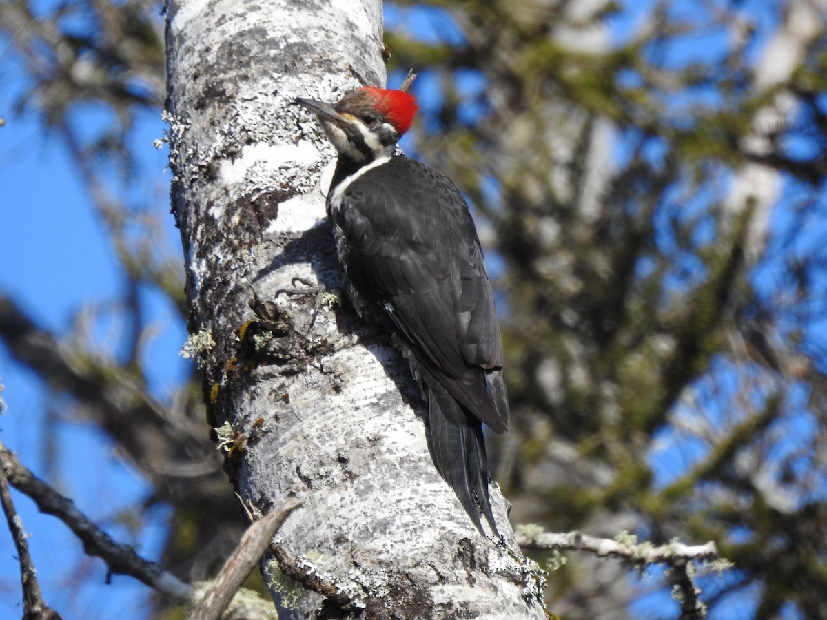 Pileated Woodpecker - ML616042078