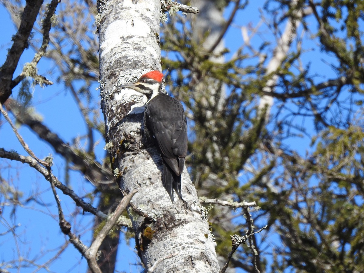 Pileated Woodpecker - ML616042079