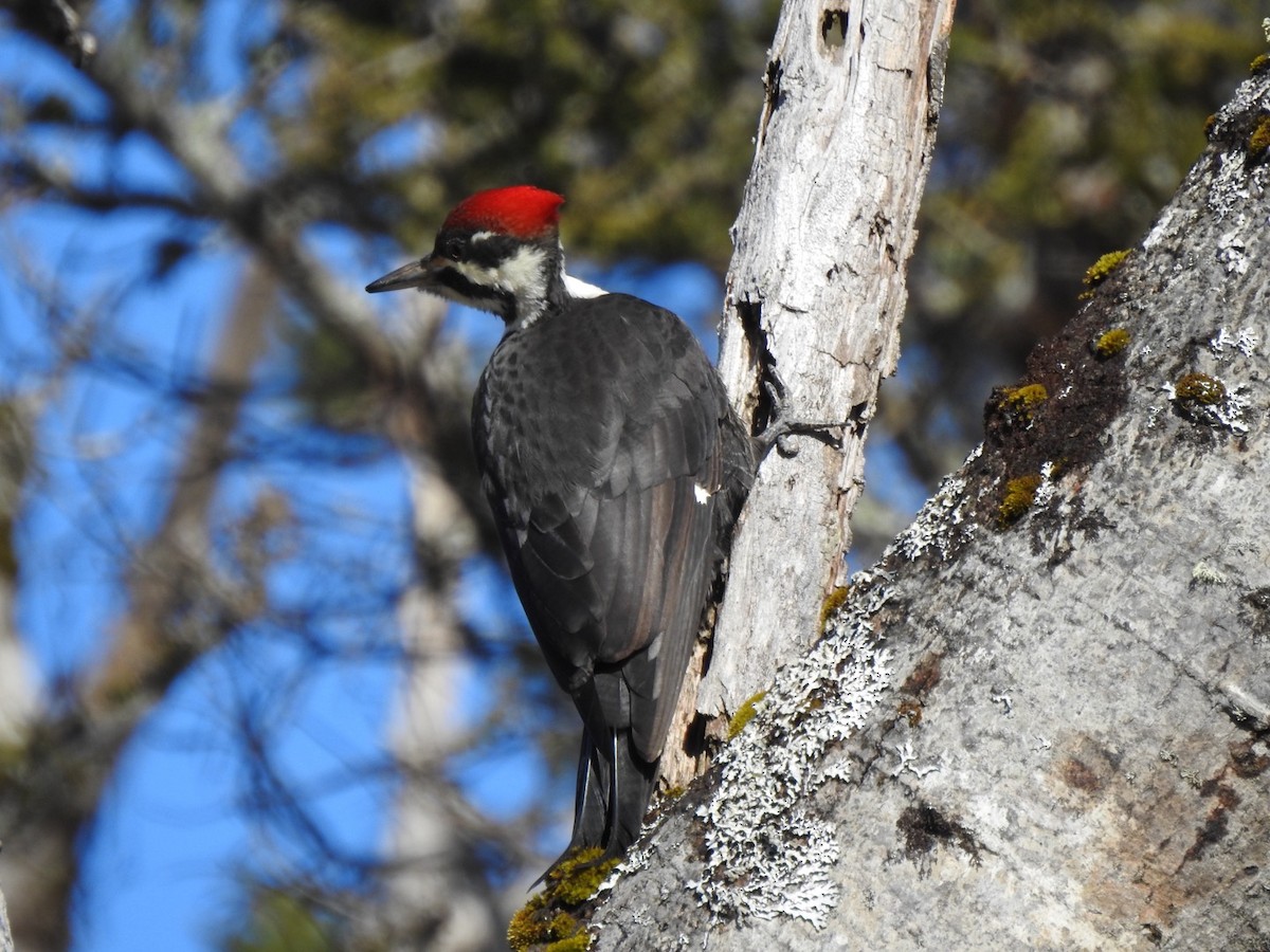 Pileated Woodpecker - ML616042080