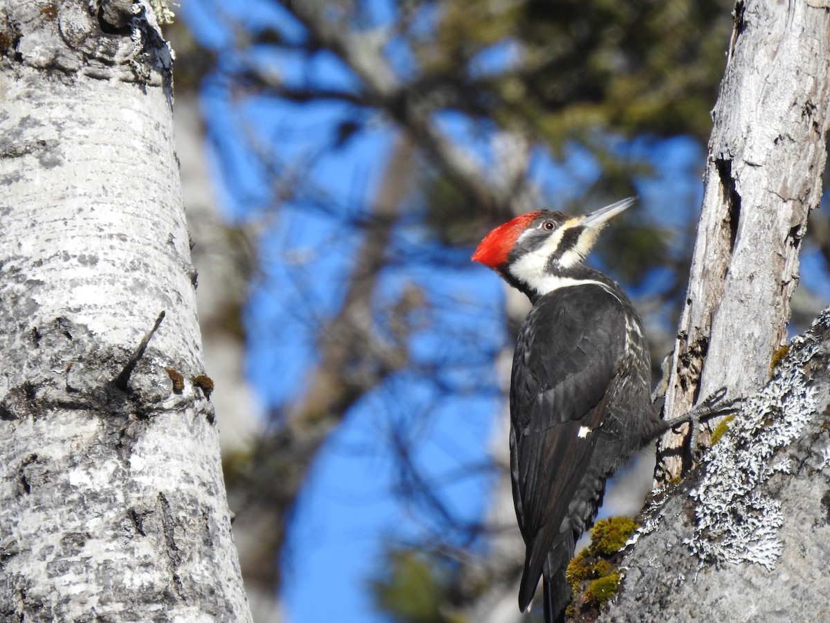 Pileated Woodpecker - ML616042081