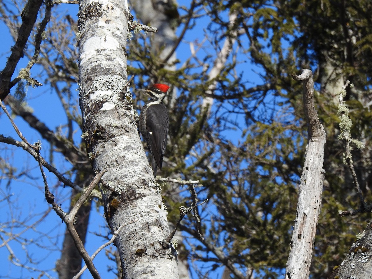 Pileated Woodpecker - ML616042082