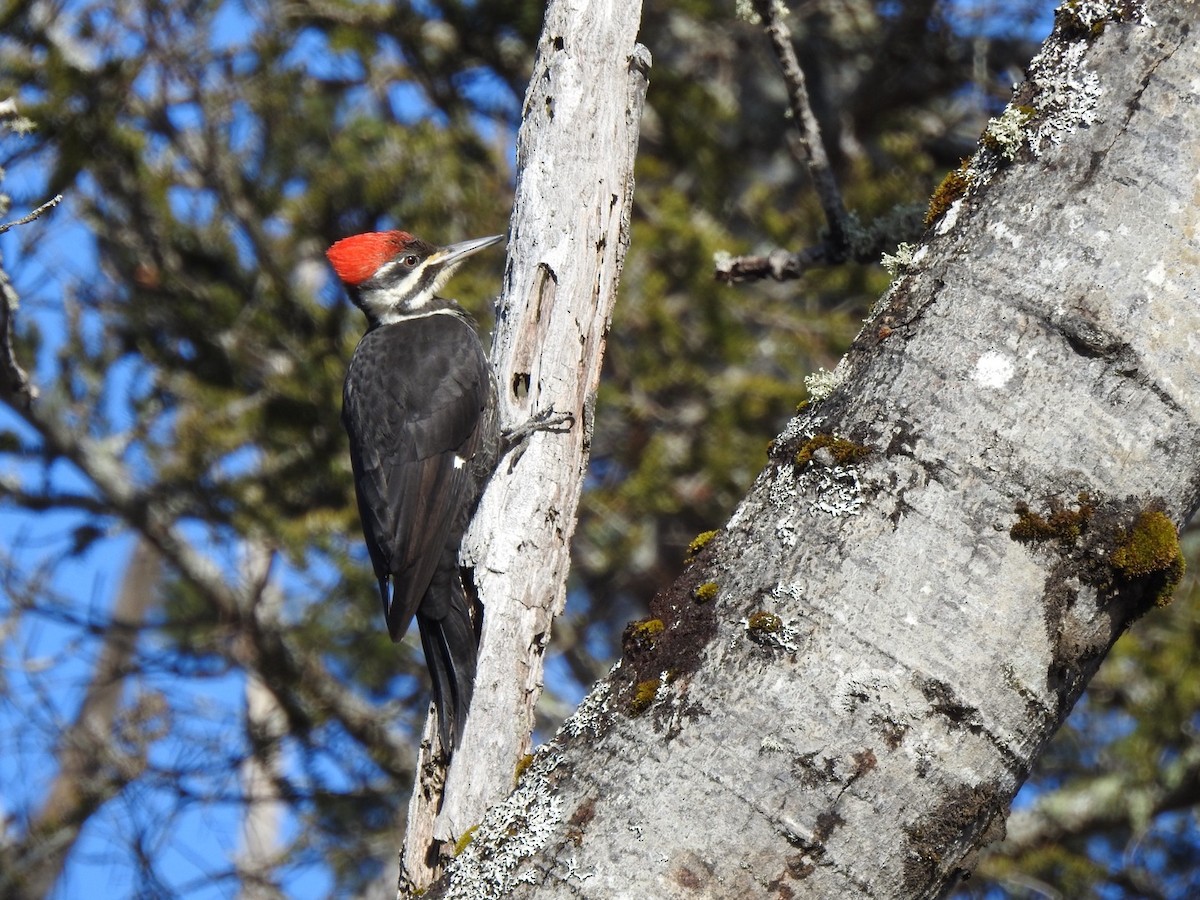 Pileated Woodpecker - ML616042083