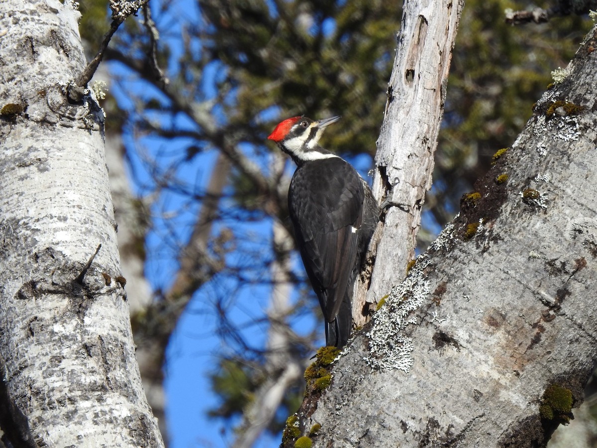 Pileated Woodpecker - ML616042084