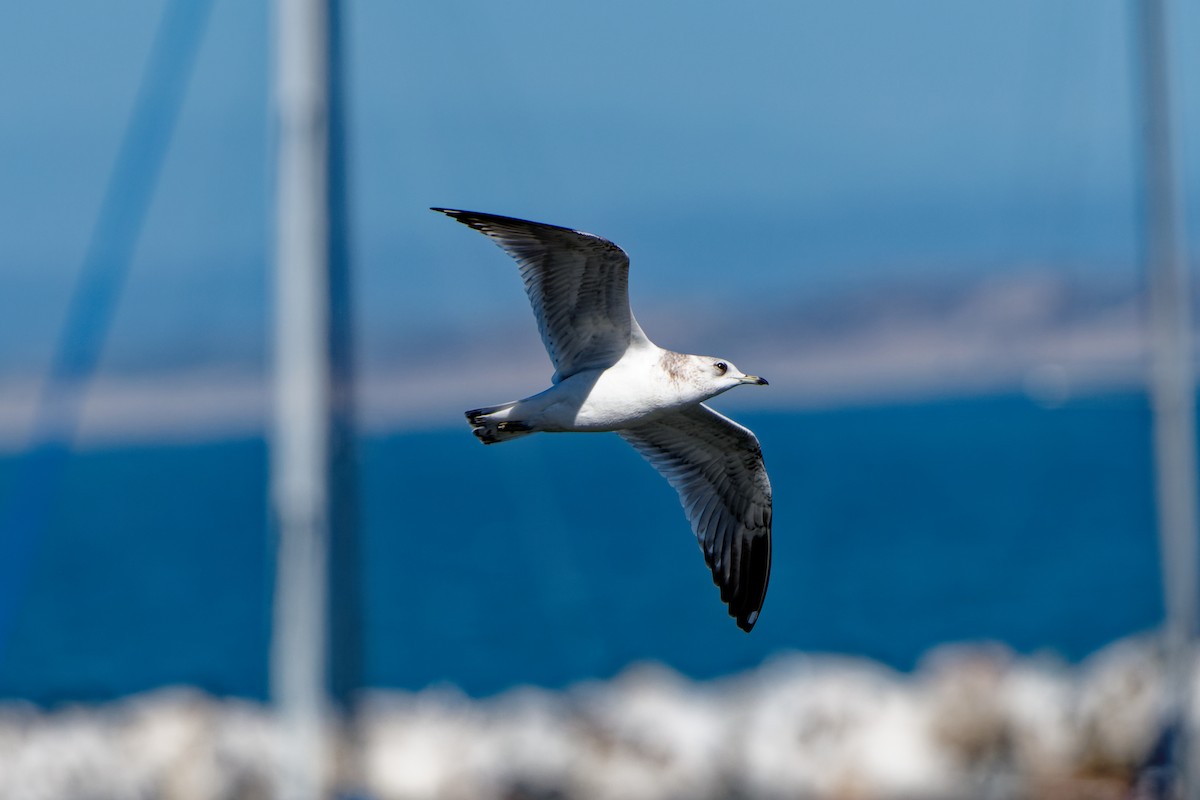 Short-billed Gull - ML616042172