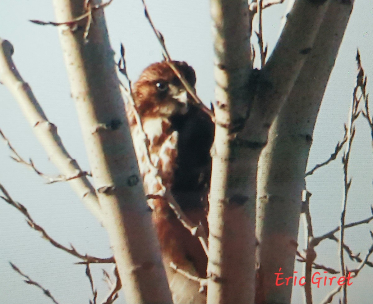 Red-tailed Hawk - ML616042186