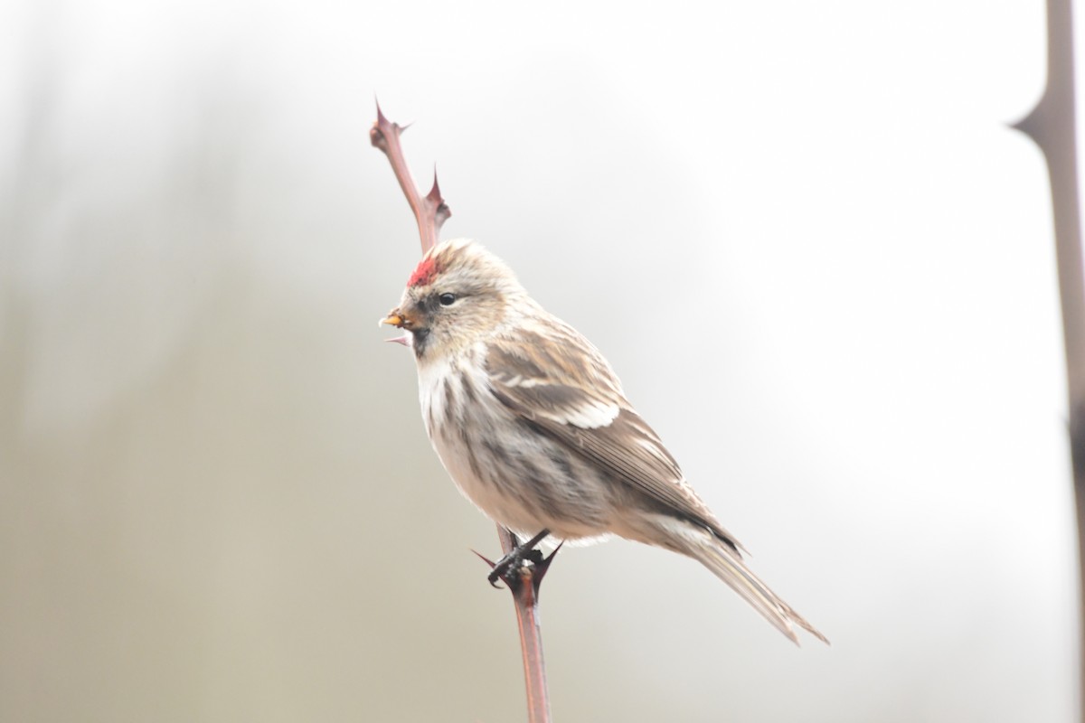 Common Redpoll - ML616042262